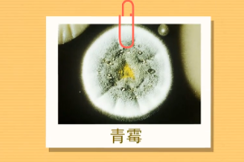原來青霉長這樣