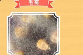 原來毛霉長這樣