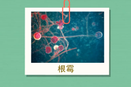 原來(lái)根霉長(zhǎng)這樣
