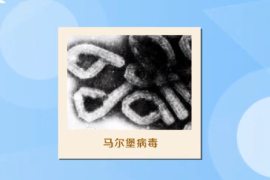 一分鐘了解<em>馬爾</em>堡病毒（致命性動物病毒）