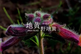 植物科普：地黃