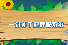 一分鐘了解呼吸系統(tǒng)