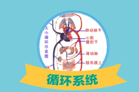 一分鐘了解人體八大系統(tǒng)之一循環(huán)系統(tǒng)