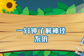 一分鐘了解神經(jīng)系統(tǒng)