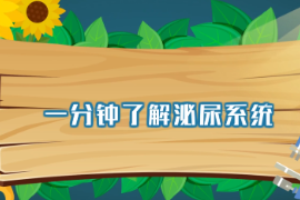 一分鐘了解泌尿系統(tǒng)