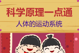 人體的運(yùn)動(dòng)系統(tǒng)