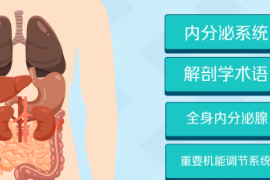 一分鐘了解內(nèi)分泌系統(tǒng)