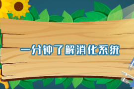 一分鐘了解消化系統(tǒng)