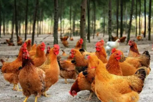 <em>課程標準</em>：<em>動物</em><em>醫學專業</em>《禽病防治技術》<em>課程標準</em>