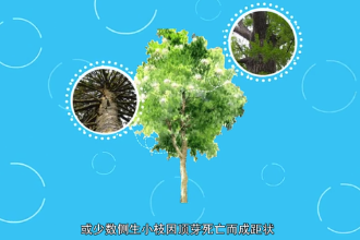 銀杉—<em>松科</em>銀杉<em>屬</em><em>植物</em>