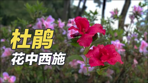 杜鵑：花中西施