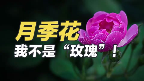 月季<em>花</em>：我不是“玫瑰”！