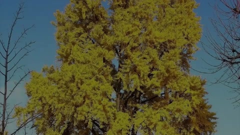 銀杏：植物界的活化石