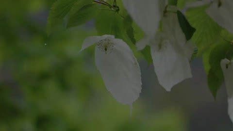 珙桐：花朵會變三種顏色的植物