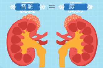 腎臟—人體的重要器官