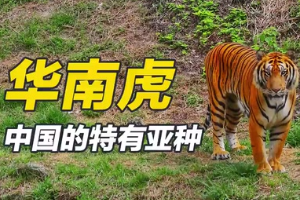 華南虎—中國特有亞種