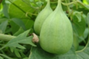 北馬兜鈴—馬兜鈴<em>科</em>馬兜鈴<em>屬</em><em>植物</em>
