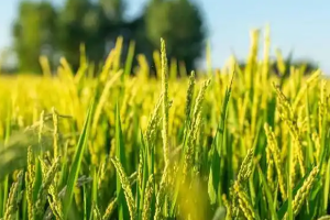 農學類專業：《植物與植物生理》課程思政的探索