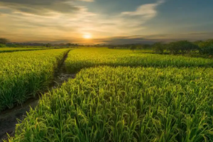 <em>課程標準</em>：<em>生態</em><em>農業技術</em>、<em>現代</em><em>農業技術</em><em>專業</em>《農作物栽培技術》<em>課程標準</em>