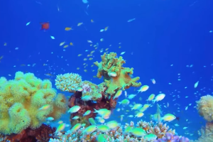 塑料污染與生物多樣<em>性</em><em>有</em><em>何</em>關系？“減塑撿塑”為自然