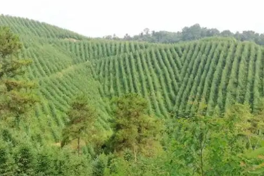 林業<em>技術</em>、<em>森林草原</em><em>防火</em><em>技術</em><em>專業</em> ：《森林資產評估—基于生態保護與責任擔當的森林火災后資產價值評估》<em>課程</em><em>思</em><em>政</em><em>案例</em>