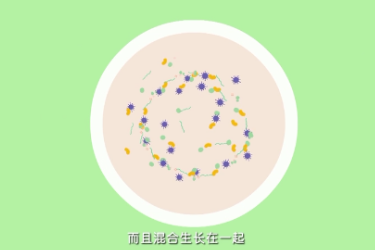 <em>微</em><em>課</em>：<em>食品</em><em>檢驗</em><em>檢測</em><em>技術</em><em>專業</em>《細菌<em>的</em>平板劃線分離》
