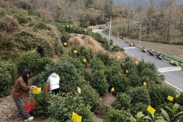 黃山黟縣：小小“黃板”護茶園 <em>綠色</em><em>防</em><em>控</em>助振興