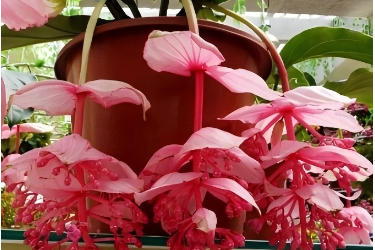 粉苞酸腳桿—野牡丹<em>科</em>美丁花<em>屬</em><em>植物</em>