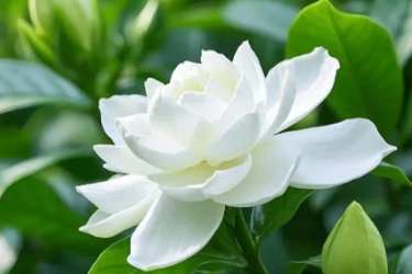 梔子花養(yǎng)護(hù)小技巧