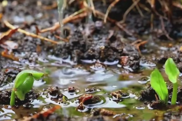 詩詠雨水節氣 漫品春日雅韻