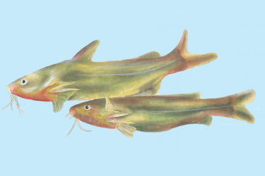 黃顙魚