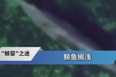 海洋魚類<em>冷</em><em>知識</em>：走近小鳁鯨胚胎身世之謎