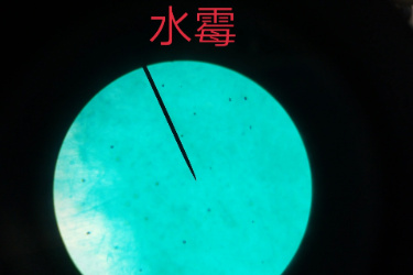 水霉——水霉<em>科</em>的一類(lèi)水生<em>真菌</em>
