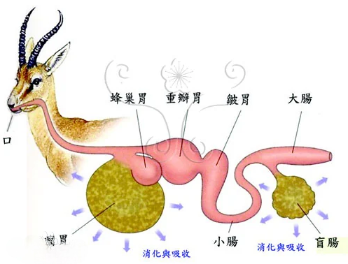 反芻動物