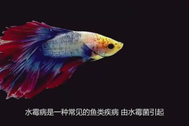 水霉病對魚的影響