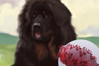 狂犬病