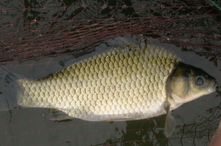 湘云鯽——脊索動(dòng)物門硬骨<em>魚</em>綱<em>的</em>一種三倍體鯽魚