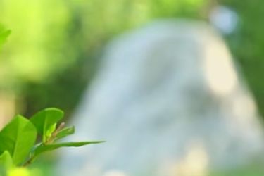 河南夏邑：<em>園林景觀</em>石之美