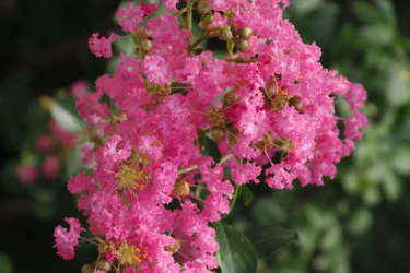 紫薇：誰(shuí)道花紅無(wú)百日，紫薇長(zhǎng)放半年花