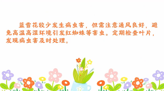 藍雪花病蟲害防治<em>小</em><em>技巧</em>