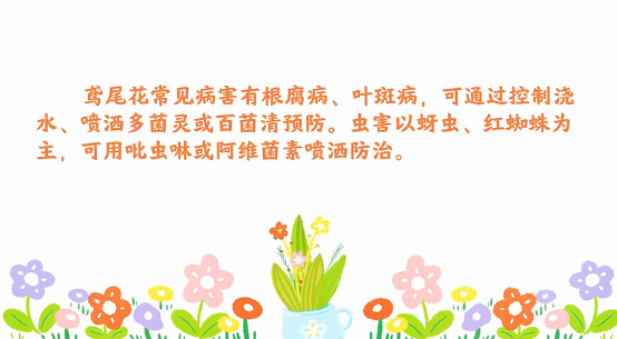 鳶尾花<em>病蟲害</em><em>防治</em><em>小</em><em>技巧</em>