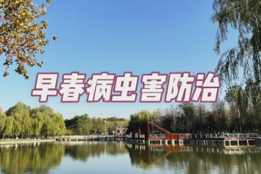 園林植物<em>早春</em>病蟲害防治