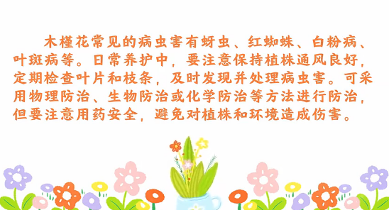 木槿<em>花</em><em>病蟲害</em><em>防治</em><em>小</em><em>技巧</em>