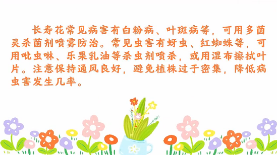 長壽花<em>病蟲害</em><em>防治</em><em>小</em><em>技巧</em>