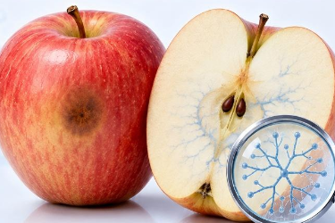 關于食品安全，別被“想當然”誤導—水果發霉了，切掉壞掉部分還<em>能吃</em>嗎？
