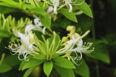 <em>百草</em>學堂：金銀花