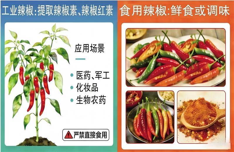 工業辣椒：能做口紅、催淚瓦斯，就是不能吃